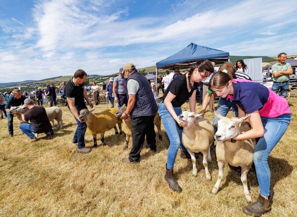 Judging the crossbred sheep competition Judging the crossbred sheep competition