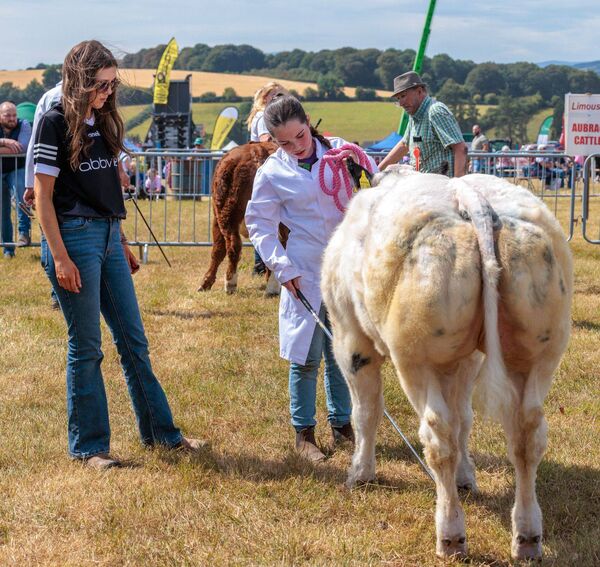 Sisters Rosie and Gabby Whelan prepare their Belgian Blue cow for judging Sisters Rosie and Gabby Whelan prepare their Belgian Blue cow for judging