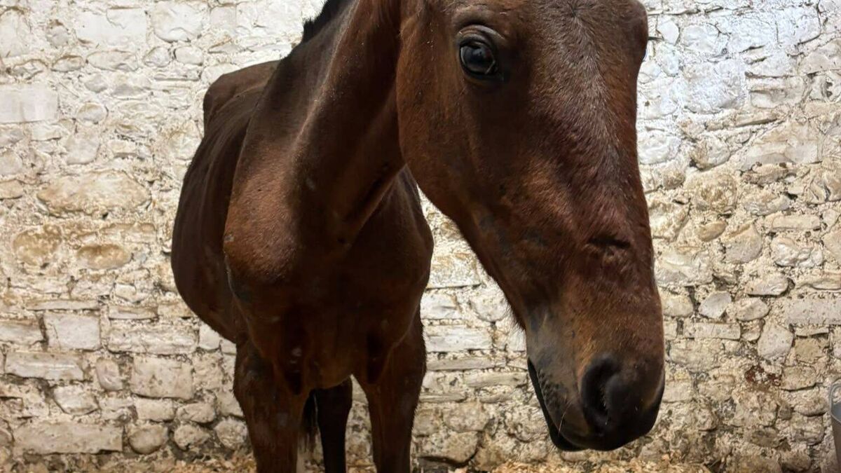 Concerns raised about Borris Fair after people and horses shot with BB guns