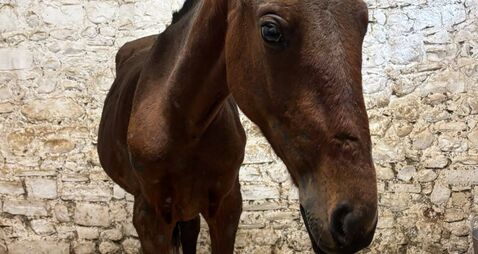 Concerns raised about Borris Fair after people and horses shot with BB guns 