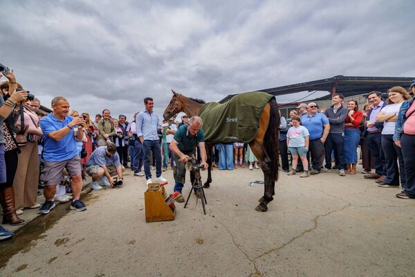 For the last time before his retirement Hewick receives his last shoeing from farrier Tommy Newton Photos: Michael O'Rourke For the last time before his retirement Hewick receives his last shoeing from farrier Tommy Newton Photos: Michael O'Rourke