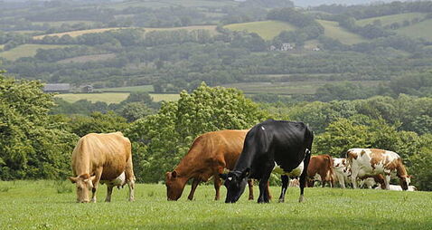 IFA calls for Government to support farmers facing fodder crisis