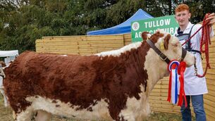 <p>Conor Jones with his champion Hereford at the Tullow Agricultural Show which was recently held Photo: michaelorourkephotography.ie</p> <p>Conor Jones with his champion Hereford at the Tullow Agricultural Show which was recently held Photo: michaelorourkephotography.ie</p>