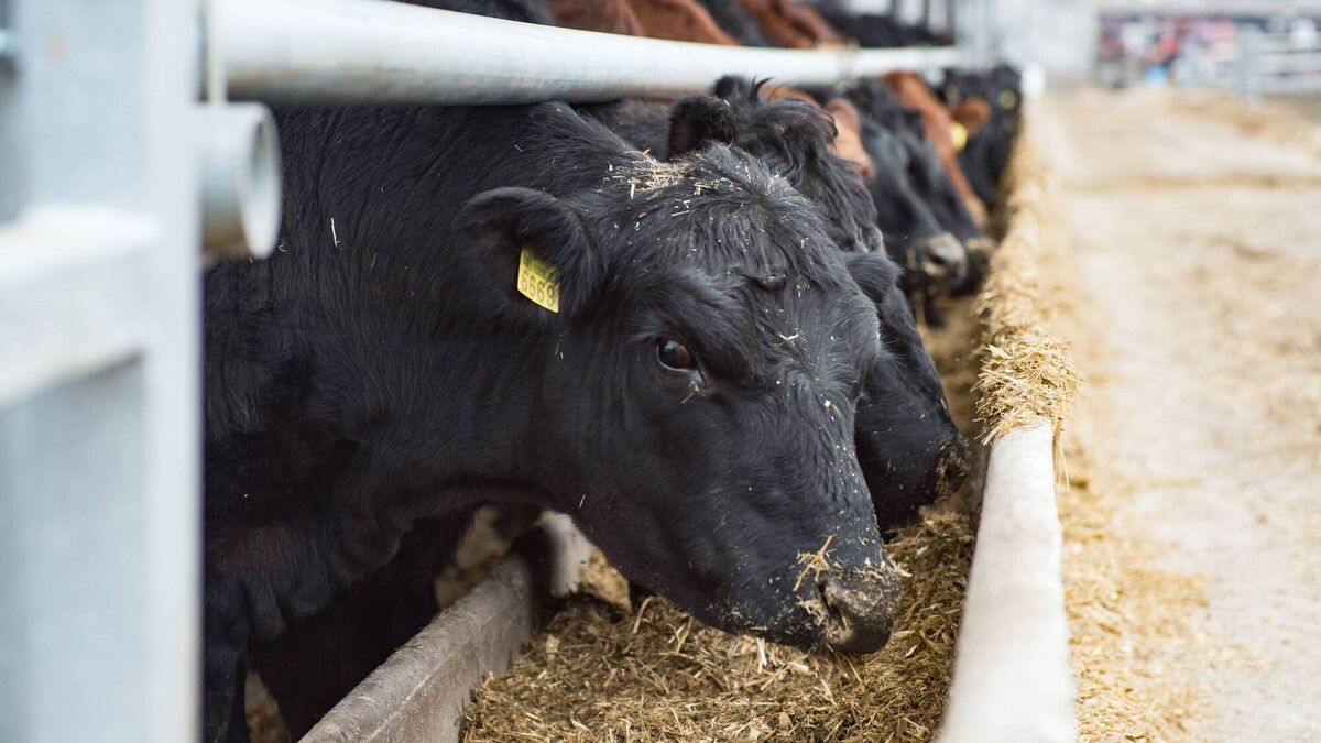 Fodder clinic at Oak Park tomorrow