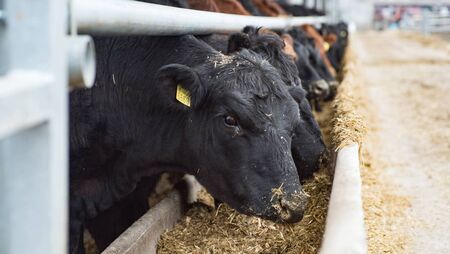 Fodder clinic at Oak Park tomorrow 