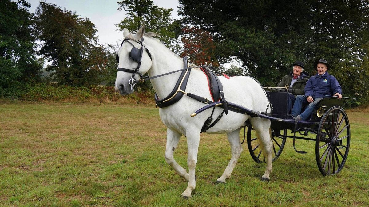 Four-legged horse power raises funds for Carlow charity