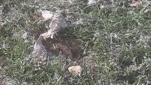 <p>Sewage on the Burrin Manor housing estate. Photo courtesy of Andy Yule.</p> <p>Sewage on the Burrin Manor housing estate. Photo courtesy of Andy Yule.</p>