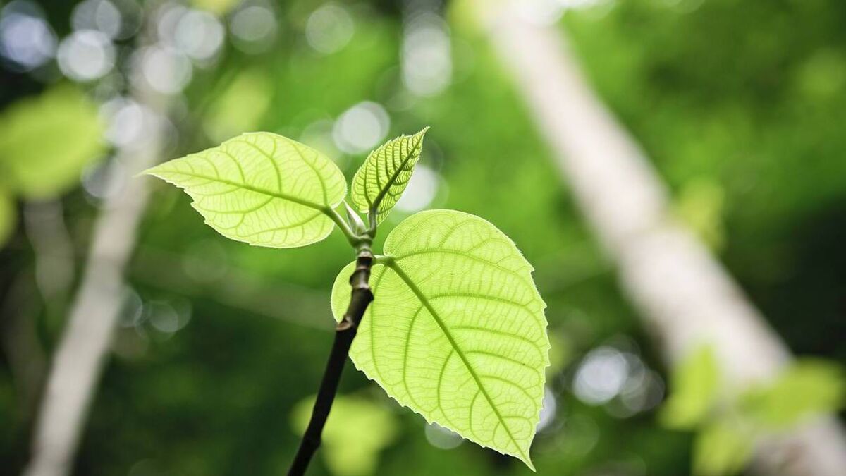 Carlow community groups awarded €420k for climate and energy projects