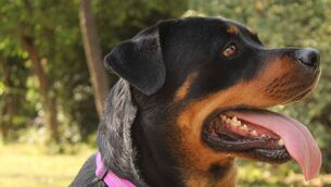 <p> Data gathered by Vision Ireland has revealed that just 44 dog fouling fines were issued by Local Authorities across the country in 2025.</p>