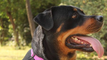Council issued zero fines for dog fouling 
