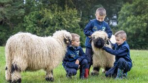 <p>Oisín, Alex, and Luca Rothwell helping to launch the AgriKids Farm Safety Programme on their family's sheep farm in Carlow</p> <p>Oisín, Alex, and Luca Rothwell helping to launch the AgriKids Farm Safety Programme on their family's sheep farm in Carlow</p>