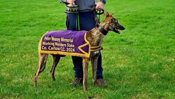 Photo of one of the stole greyhounds, picture supplied from An Garda Síochána