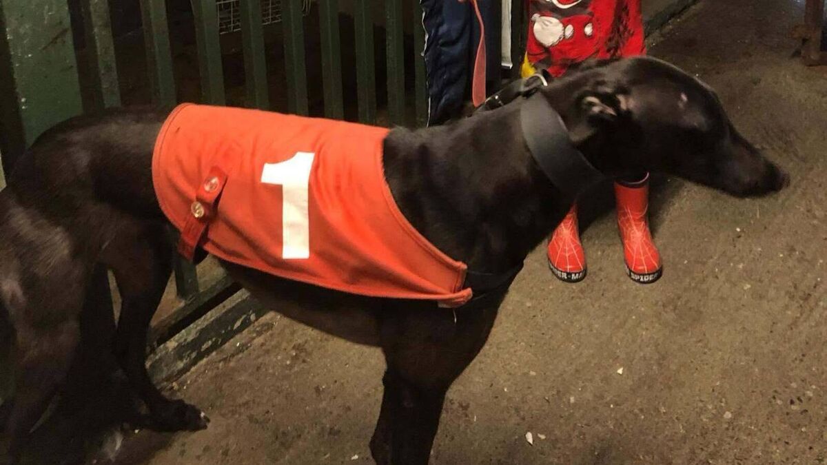 Two Greyhounds Stolen from Milford