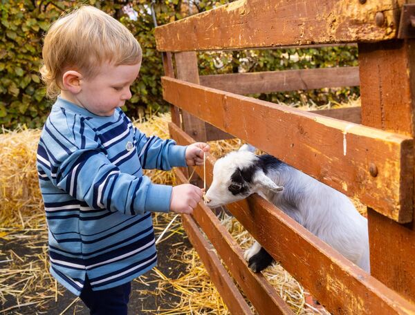 Reuben Bradley-Brennan attempts to feed a kid goat in the petting zoo Reuben Bradley-Brennan attempts to feed a kid goat in the petting zoo