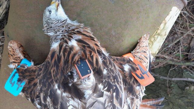 <p>Orlagh, the red kite, was found dead between Tullow and Ballon Photo: Northern Ireland Raptor Study Group</p>